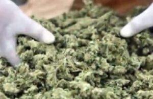 New Cannabis Science Raises Stakes as Ghana Opens Licensing Window